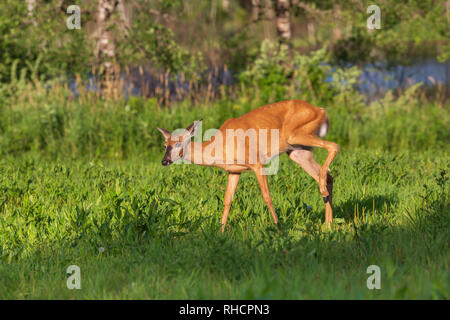 Feriti bianco-tailed rossi in un campo in Wisconsin settentrionale. Foto Stock