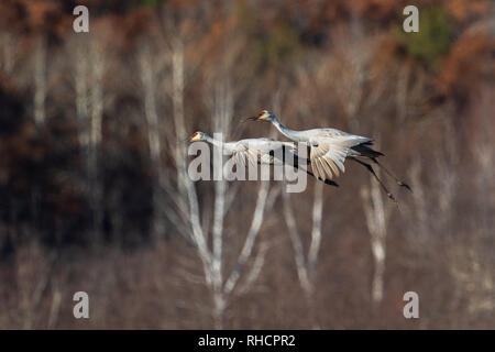 Sandhill gru in atterraggio Crex Prati Area faunistica. Foto Stock