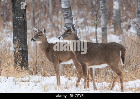 Due white-tailed non permanente al bordo della foresta come si inizia a neve. Foto Stock