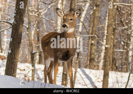 White-tailed doe in piedi nel profondo della foresta del nord. Foto Stock