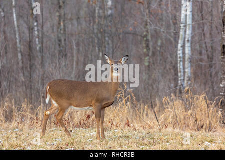 Un grande bianco-tailed doe in Wisconsin settentrionale campo. Foto Stock