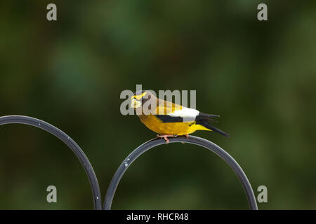 Maschio grosbeak serale in Wisconsin settentrionale. Foto Stock