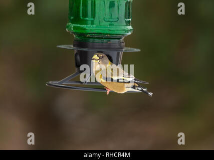 Serata femmina grosbeak appollaiato su un Wisconsin bird feeder. Foto Stock