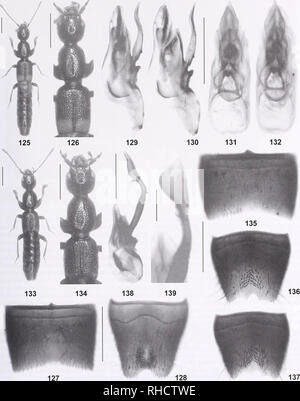 . Bonn bollettino zoologico. Zoologia. Revisione di EST Lobrathium Paleartica 87. Figg 125-139. Lobrathium hongkongense (125-132; 130-131: lectotype) e L. tortile (133-139). 125, 133: habitus; 126, 134: forebody; 127, 135: maschio sternite VII; 128, 136-137: maschio sternite VIII; 129-132, 138: aedeagus in laterale e in vista ventrale; 139: apice del processo ventrale di aedeagus in vista ventrale. Barre di scala: 125-126, 133-134: 1,0 mm; 127-132, 135-138: 0,5 mm; 139: 0,2 mm. Bonn zoological Bulletin 61 (1): 49-128 ©ZFMK. Si prega di notare che queste immagini vengono estratte dalla pagina sottoposta a scansione immagini che possono avere bee Foto Stock