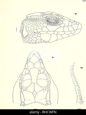 . Bonner zoologische Monographien. Zoologia. Figg. 60-62. A. tristrami iracensis. Un Najaf. BMI 333.. Si prega di notare che queste immagini vengono estratte dalla pagina sottoposta a scansione di immagini che possono essere state migliorate digitalmente per la leggibilità - Colorazione e aspetto di queste illustrazioni potrebbero non perfettamente assomigliano al lavoro originale. Bonn, Zoologisches Forschungsinstitut und Museum Alexander Koenig Foto Stock