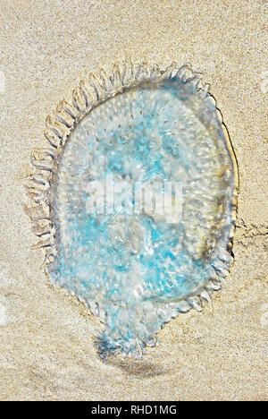 Uno trasparente e bluastre cercando jelly fish sdraiati sulla sabbia a Sabang Beach, Palawan Provincia, Filippine Foto Stock
