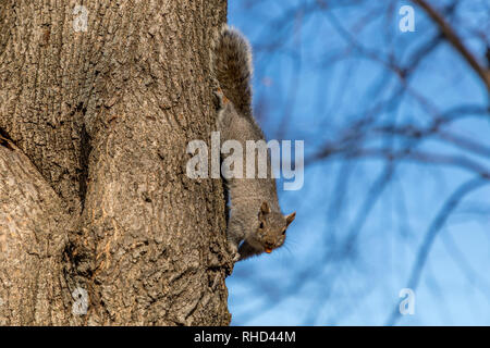 Scoiattolo grigio capovolto sul lato albero a Boston Common Foto Stock