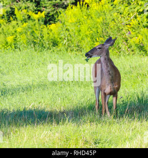 Una femmina bianco-tailed deer munching su trifoglio in un campo erboso su un inizio di mattina di sole. Foto Stock