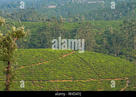 Cespugli di tè e argento Oaks ( Robusta di Grevillea ) coprire le colline ondulate in una piantagione vicino Valparai nello stato federato di Tamil Nadu, India Foto Stock