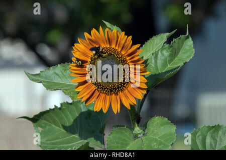 Un paio di bombi lavorare a raccogliere il polline di un arancione girasole con uno sfondo sfocato. Foto Stock