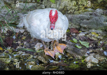 Questa anatra muta sta costantemente sul fiume rocce con ferma palmati basamento. Foto Stock