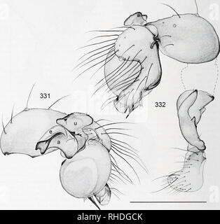 . Bonner zoologische Monographien. Zoologia. BONNER ZOOLOGISCHE MONOGRAPHIEN Nr. 58/2011 Leptopholcus dioscoridis Deeleman-Reinhold &AMP; van Harten, 2001 Figg. 219, 331,332 Leptopholcus dioscoridis Deeleman-Reinhold &AMP; van Harten 2001: l^l-l'^'i, figg. 27-29. Tipi. Holotype maschio e 1 capretti paratype dallo Yemen e Socotra Island, Homhil [12°34'N, 54°18'E], 500 m.s.l.m., 8.II.l999 (H. Pohl), in RMNH, esame- ined; quattro capretti para tipi dal Wadi Daneghan (12°36'N, 54°03'E), 4.X.1998, RMNH, non ex- amined. La diagnosi. Distinto da congeneri da mor- phology di palp maschio (Figg. 331, 3 Foto Stock