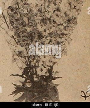 . Prenota per i fioristi. Semi di fiori di cataloghi; lampadine (piante) piantine cataloghi; semi di alberi di cataloghi; orticoltura le attrezzature e le forniture dei cataloghi. AQUILEGIA-lungo spronato campanula (Canterbury campana) DELPHINIUM-medaglia d oro ibridi tutte le piante perenni sono arredate in forte per le piante in vaso o campo divisa grumi. Non meno di 6 venduto alla dozzina di tassi, o 25 al centinaio di tariffe. Se voluto da pacchi postali, 3 piante pesano circa 2 libbre; 6 piante, da 3 a 4 lb; dozzina, da 6 a 7 lb ciascuno Doz. Per 100 Parker's varietà ACHILLEA. Pearl White ALYSSUM Saxatile Compactum ANTHEMIS Kelwayi. Giallo oro AGROSTEMMA Co Foto Stock