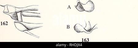 . Bonner zoologische Monographien. Zoologia. Figg.157-163: Hind articolazione di ALA e ALA base di Lepithrix lineata (Scarabaeidae). - 157: Primo ascellare: un, dorsale; b, ventrale di; c, anteriore. - 158: seconda ascellare: un, dorsale; b. ventrale - 159: contorno della piastra mediana. - 160: Profilo del dorso-vista laterale del terzo ascellare. - 161: vista dorsale della prima piastra basale (escluso BR): un, dorsale; b, vista anteriore di HP. - 162: vista dorsale della seconda piastra basale (compreso BR). - 163: dorso-vista laterale del basalare e BScP: un, basalare; b, BScR non in scala. Originali Browne (1 Foto Stock