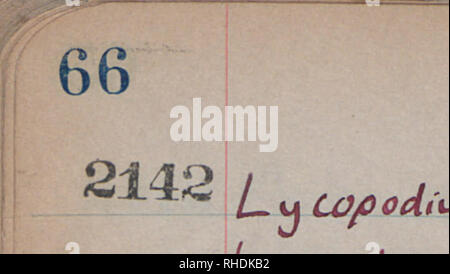 . Prenota 20, identificazione elenco, provino n. 1167-2871, 1937 e datata. I botanici; Botanica. oxal/s cantos a. Piccolo idUic&amp;CL    21/3 E'aportort"cur uHi'Ct.*foltu*v fieicUrA Co V±f*±ho±&amp;g^DzL^JFZ&amp;/^ e 2174 CLsUrf ri-nccntkoidis Hfu//. A |  M^^/jk".      J   &GT;&amp;k^ 2175 THclJHoIicl hi petalo* L.0/ /etc  CL£    ! A^ ^-^ ^ a. 2179 CUpara^officinali noi^ £. Co w ) 0u 11 curi^clc     2181 {Zqrostrs /Percnnaxs er fw 21. 2183 Hypericum pro llftcum ho Hyper ho        2184 ^ rararc  ienuijolia. l/£kl L / C £ Jflifa^ sai"&lt;Uns(t/ metà. 2186 tfftractun sc&amp;bru^todx. 89 2187 2188 2189 ! Foto Stock