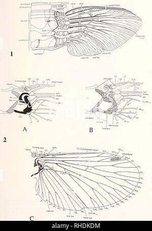 . Bonner zoologische Monographien. Zoologia. 133. Si prega di notare che queste immagini vengono estratte dalla pagina sottoposta a scansione di immagini che possono essere state migliorate digitalmente per la leggibilità - Colorazione e aspetto di queste illustrazioni potrebbero non perfettamente assomigliano al lavoro originale. Bonn, Zoologisches Forschungsinstitut und Museum Alexander Koenig Foto Stock