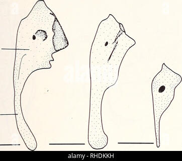 . Bonner zoologische Monographien. Zoologia. 133 BPC SPC. A B C Fig.85: vista dorsale del cora- coid di Phoxinus. A: P. oreas (KU 3259, 55.0 mm SL); B: P. phoxinus (CNUC uncat., 76,0 mm TL); C: P. EOS (KU 12255, 33.0 mm SL); D: P. neogaeus (KU 8521, 53,0 mm SL); E: P. erythrogaster (KU 5773. 51,5 mm SL); F: P. cumberlandensis (KU 18934, 52,0 mm SL). Barre di scala = 1 mm. è assente in altre specie di Phoxinus e nell'outgroups (TS 194[0]). L'estremità coracoidal si espande in P. cumberlandensis e eos (TS 195[ 1 ]); considerando che non si espande in altre specie di Phoxinus o nell'outgroups (TS 195[0]). Foto Stock