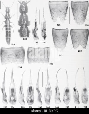 . Bonn bollettino zoologico. Zoologia. 192 Volker Assing. Figg 194-213. LatJu-obium aculeatum (194-198) e L. spiciilatiim (199-213). 194, 201: maschio stemite VII; 195, 202: maschio ster- nite VIII; 196, 203, 205, 207, 209, 211: aedeagus in vista laterale; 197, 204, 206, 208, 210, 212: aedeagus in vista ventrale; 198, 213: femmina stemite VIII; 199: habitus; 200: forebody. Barre di scala: da 199 a 200: 1,0 mm; 194-198, 201-213: 0,5 mm. Bonn zoological Bulletin 61 (2): 142-209 ®ZFMK. Si prega di notare che queste immagini vengono estratte dalla pagina sottoposta a scansione di immagini che possono essere state migliorate digitalmente per la leggibilità - colorat Foto Stock