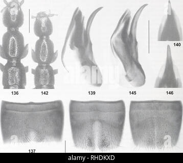 . Bonn bollettino zoologico. Zoologia. 62 Volker Assing. 138 144. Si prega di notare che queste immagini vengono estratte dalla pagina sottoposta a scansione di immagini che possono essere state migliorate digitalmente per la leggibilità - Colorazione e aspetto di queste illustrazioni potrebbero non perfettamente assomigliano al lavoro originale. Zoologisches Forschungsmuseum Alexander Koenig. Bonn : Zoologisches Forschungsmuseum Alexander Koenig Foto Stock