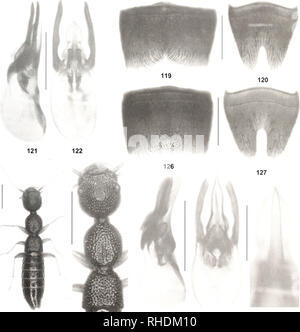 . Bonn bollettino zoologico. Zoologia. Sul Nazeris fauna della Cina II 153. 124 125 128 129 123 figure 119-129. Nazeris kiiniguiosiis (119-123) e un^. peniculatus (124-129). 119, 126: maschio stemite VII; 120, 127: stelo maschio- ite VIII; 121-122, 128-129: aedeagus in laterale e in vista ventrale; 123: processo ventrale di aedeagus in vista ventrale; 124: habi- tus; 125: forebody. Barre di scala; 124-125: 1,0 mm; 119-122, 126-129: 0,5 mm, 123: 0,2 mm. Etimologia. L'epiteto specifico è un aggettivo derivato dal sostantivo latino lanugo (barba lanuginosa, roverella pubes- cenza) e allude al postero-mediana del cluster Foto Stock