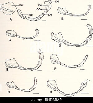 . Bonner zoologische Monographien. Zoologia. 77. La Fig.41: vista laterale di infraorbital ossa di Phoxinus. A: P. brachyurus (MCZ 3006, 75,9 mm SL); B: P. cumberlandensis (KU 18934. 52,0 mm SL): C: P. issykkulensis (P-10696. 42,4 mm SL): D: P. erythrogaster (KU 5773. 62,0 mm SL); E: P. phoxinus (CNUC uncat.. 76,0 mm TL); F: P. tennes- seensis (UT 44.5274; 50,0 mm SL): G: P. oreas (KU 3259. 52.2 mm SL); H: P. neogaeus (KU 8521. 53.o mm SL). Barre di scala = 1 mm. molto dalla sua porzione anteriore alla sua porzione posteriore (TS 57[0]; la Fig.41B). La porzione posteriore del primo è molto più ampio della ant Foto Stock