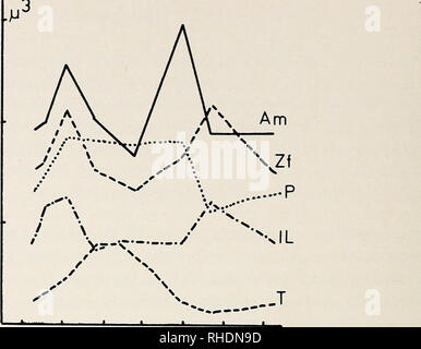 . Bonner zoologische Monographien. Zoologia. 42 300 200 100 3 5 7 9 1 1 3 mesi Fig. 26: i cambiamenti stagionali di ghiandole endocrine (volumi di nuclei) in pipistrelli (Myotis myotis, Rhinolophus hipposideros). Adattato da DÃ¶rfler (1971). Am = midollo surrenale, zf = zona fasciculata, P = la paratiroide, il = gli isolotti di Langerhans, T ="â tiroide. C-cellule della tiroide: Il parafollicular C-cellule contengono la calcitonina e serotonina. Durante la modalità di ibernazione sono inattivi e memorizzare gli ormoni (DÃ¶rfler 1971, Nunez e Gherson 1972). Durante aestivation il numero delle cellule è aumentata. In marmotte un annuale Foto Stock