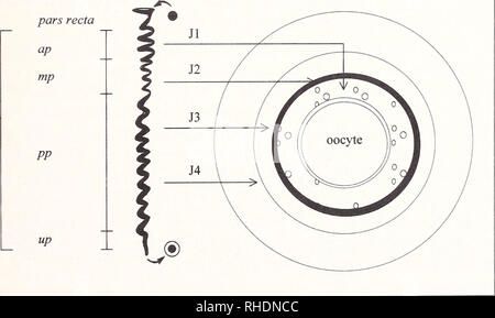 . Bonner zoologische Monographien. Zoologia. 47 valido. Ciò è stato confermato più volte dalla somiglianza delle loro reazioni istochimica e/o le relative posizioni. In vista della specie-specifiche differenze nella struttura oviductal e istochimica, il numero e le proprietà di istochimica di uovo jelly strati dovrebbe variare considerevolmente (Tab. 1). La parte anteriore della pars convoluta (vedere sezione 2) secerne il più intimo, spesso molto fluido jelly coat (Jl), la parte mediana secerne il denso e luce refringent J2-strato e la parte posteriore(s) secernono il più esterno di gelatina di strati di rivestimento che va Foto Stock