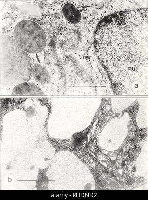 . Bonner zoologische Monographien. Zoologia. 42. Fig. 9 a e b. Struttura fine della ghiandola celle nella pars convoluta. un premistoppa Seromucous cella della seconda suddivisione (parte centrale) della pars convoluta della salamandra atra. Nota il compact osmiophilic granuli secretori (freccia), dictyosomes (di) e ben sviluppato reticolo endoplasmatico rugoso (RER). Nucleo (nu). Bar 1 |im. b ghiandola mucosa cella della prima suddivisione della pars convoluta di Triturus alpestris. Nota il confluente dei granuli secretori (freccia) e la grande dictyosome (di). Bar 1 }im.. Si prega di notare che queste immagini vengono estratti Foto Stock