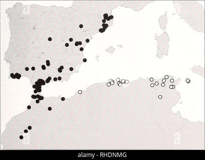. Bonner zoologische Beiträge : Herausgeber: Zoologisches Forschungsinstitut und Museum Alexander Koenig, Bonn. Biologia; Zoologia. Volker AssiNG: Paleartica occidentale Medon 71 radici di erba setacciato, 28.XII.2003, gamba. Assing (cAss); 1 ex., località non specificato (NHMW). Gibilterra: 8 exs., la Riserva Naturale della Rocca superiore, 36°09N, 05°21W, 350 m, figliata di foglia sotto i cespugli, 5.11,1999, Gamba. Zerche(DEI). Francia: Languedoc-Roussillon: 2 exs., Vernet les Bains, Rte. de Sahorre, 700 m, 17.VI.1999, gamba. Wolf (cSch); 1 ex., Molitg les Bains, 500 m, setacciata da impianti a secco, 22.XI.1996, gamba. Tronquet (cTro); 1 ex., Foto Stock