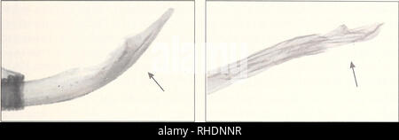 . Bonner zoologische Monographien. Zoologia. 47. Abb. 28. Eine zahnförmige, sehr schmale Aedoeagusspitze besitzen Dyscia malatyana Wehrli, 1934 (links) und Dyscia nobilaria Bang-Haas, 1906 (rechts). 1934), Karaman (L. Lehmann); Armenien - Eriwan (M. A. Rjabov); AsERBAiDSHAN - Nachitschewan (M. A. Rjabov); RUßLAND - Daghestan/Ost- Kaukasus (Wehrli 1934), Elbrus (Bastelberger), Kalmückien (A. Poltawski); l'Iran - Fort Sengan [Zanjan], Kouh ho Taftan (Brandt 1941), Teheran, Kerman, Semnan (F. Kasy &AMP; E. Vartian), di Isfahan, Sirjan (E. Vartian); Pakistan - Gilgit (M. Hre- blay &AMP; G. Csorba), Quetta Foto Stock