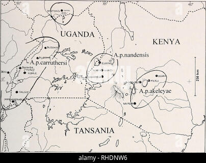 . Bonner zoologische Monographien. Zoologia. 219. La Fig.l: Distribuzione delle sottospecie di Alethe poliocephala in Africa orientale band, dal più sottospecie orientali A. p. akeleyae. Anche se una specie molto diffusa del sottobosco, questo alethe sembra essere molto sedentario, come illustrato da un campione di inanellare come un uccello adulto il 23 novembre 1979 che è stata retrapped a una distanza di solo 100 m dal sito che squilla quasi nove anni più tardi il 21 settembre 1988 (Gichuki &AMP; Schifter 1990). Il White-tailed Ant-Thrush {Neocossyphus poensis) del Nord Nandi foresta è stata separata come N. p. nig Foto Stock