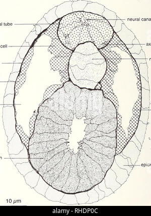 . Bonner zoologische Monographien. Zoologia. 82 Piastra 4 Neurula 32h pf, 18°C del tubo neurale di cellule miogeniche coelothelial primo cellulare mesodermica seg- mento del lato destro coelom archenteron canale neurale ^-- assoni. notochord &gt; 1 St meso- dermal seg- ; mento della r lato sinistro epidermide piastra 4: l'estensione della cavità coelomic nei primi segmenti mesodermica è visibile in questa vista in sezione trasversale di un stadio di neurula (32h pf, 18°C). Inoltre la tendenza del mesoderma a crescere ventralmente intorno al archenteron è visibile. Nota anche i diversi aspetti del cellulare mesodermica tipi. Il mediale, miogenico ce Foto Stock