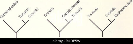 . Bonner zoologische Monographien. Zoologia. 42. A B C Fig.22: logicamente possibile inteiTelationship filogenetico dei tre presumibilmente mono- phyletic taxa superiori dei Chordata. A - Nessun autore favorito questa possibilità, sebbene Salvini-Plawen (1998) sostiene che la luce organi sensibili di tunicate larve sono omologhe a occhi di craniates, ma non alle strutture dell'occhio di cephalochordates (ma vedi Lacalli 1996). B - Atriozoa-Hypothesis (vedere il testo). C - attualmente favorito Filogenesi della chordates (vedi Fig.23 e testo). 1999 per un conflitto di interpretazione). Con il presunto monophyly del Chor Foto Stock