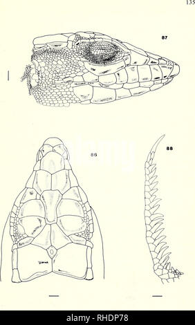 . Bonner zoologische Monographien. Zoologia. Figg. 86-88. A. longipes. 20°9'N, 4°49'W, Mali. BM 1975.1402.. Si prega di notare che queste immagini vengono estratte dalla pagina sottoposta a scansione di immagini che possono essere state migliorate digitalmente per la leggibilità - Colorazione e aspetto di queste illustrazioni potrebbero non perfettamente assomigliano al lavoro originale. Bonn, Zoologisches Forschungsinstitut und Museum Alexander Koenig Foto Stock