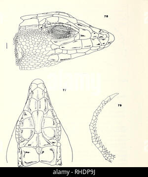 . Bonner zoologische Monographien. Zoologia. 124. Figg. 77-79. A. aureus. Villacisneros, Rio de Oro. BM 1946.8.5.22.. Si prega di notare che queste immagini vengono estratte dalla pagina sottoposta a scansione di immagini che possono essere state migliorate digitalmente per la leggibilità - Colorazione e aspetto di queste illustrazioni potrebbero non perfettamente assomigliano al lavoro originale. Bonn, Zoologisches Forschungsinstitut und Museum Alexander Koenig Foto Stock