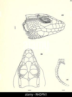 . Bonner zoologische Monographien. Zoologia. Figg. 39-41. A. pardalis. Alessandria, Egitto. BM il 97,10.28.326. Si prega di notare che queste immagini vengono estratte dalla pagina sottoposta a scansione di immagini che possono essere state migliorate digitalmente per la leggibilità - Colorazione e aspetto di queste illustrazioni potrebbero non perfettamente assomigliano al lavoro originale. Bonn, Zoologisches Forschungsinstitut und Museum Alexander Koenig Foto Stock