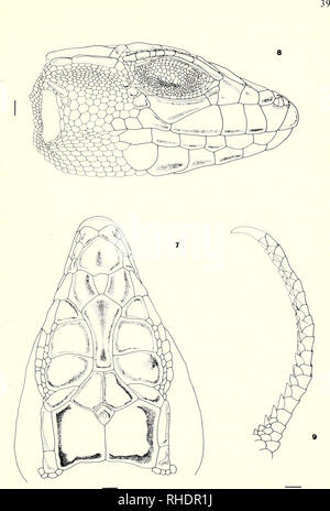 . Bonner zoologische Monographien. Zoologia. Figg. 7-9. A. schreiben schreiben. Paphos, Cipro. BM 1972.1963.. Si prega di notare che queste immagini vengono estratte dalla pagina sottoposta a scansione di immagini che possono essere state migliorate digitalmente per la leggibilità - Colorazione e aspetto di queste illustrazioni potrebbero non perfettamente assomigliano al lavoro originale. Bonn, Zoologisches Forschungsinstitut und Museum Alexander Koenig Foto Stock