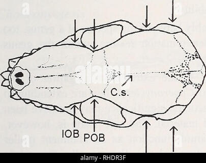 . Bonner zoologische Monographien. Zoologia. 77 Per Lionycteris entro il LonchophyUinae e per Glossophaga entro il Glossopha- ginae. All'interno del genere LonchophyJla esistono aheady alcune specie con relativa rostra lungo; L. thoniasi ha un relativamente breve rostnmi; questa funzione, tuttavia, a seconda delle dimensioni del corpo: witliin ogni genere, rostmm relativa lunghezza aumenta allometrically witli dimensione del corpo. Tlie rostnmi più lunga di tutti LonchophyUinae si trova in genere Platalina con il palato lunghezza comprendente più della metà del totale della lunghezza del cranio. Anche entro il Glossophaginae, minore s Foto Stock