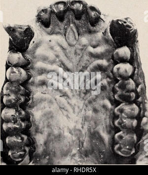 . Bonner zoologische Monographien. Zoologia. 47 Cercopithecus Ein von mir untersuchter weit entwickelter embrione von C. nictitans hat 6 symmetrisch angelegte Falten. Für ein junges esemplare von C. mona gibt Schultz ebenfalls 6, für ein 2. rechts 8, link 7 Falten un. Uber die fal- tenzahl bei der Arte C. aethiops (= callitrichus) schreibt Schultz (1958): "Tra 13 Cercopithecus callitrichus era bilateralmente 8 in 7 casi e 9 in 3 casi e 7 in 2 casi e una volta 8 su un lato e 9 sull'altra" (p. 130). Eine gewisse individuelle variazione anche ist vorhanden. Colobidae Presbytis Bei Foto Stock