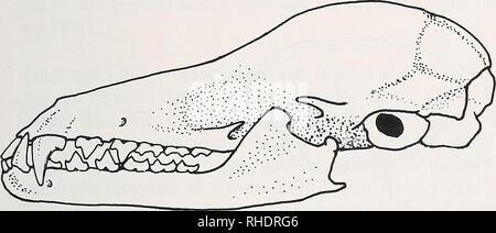 . Bonner zoologische Monographien. Zoologia. 47 inflazione lacrimale. Zygomatic archi privi di tutte le specie. Basisphenoid più o meno arcuato, skiill ahnost di base allo stesso livello come il palato (in letteratura tedesca: orthocran). entrambi nella parte superiore e nella ganascia inferiore due coppie di incisivi presente; incisivi superiori simile a Lionycteris (I1"I2), quelle inferiori pari a m dimensioni, con bordo trifid, la larghezza di un piccolo spazio tra il 12 e il canino inferiore corrisponde alla larghezza della corona del 12. Premolari con tre cuspidi (non monocuspid come in Lionycteris). Premolare anteriore separato dal canmus da un dia Foto Stock