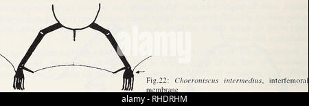 . Bonner zoologische Monographien. Zoologia. 44 C. intermedins: lunghezza dell'avambraccio 34-36 Nini. Metacarpalia: ni&GT;IV&GT;V; 1. falangi: III&GT;IV&GT;V. Plagiopatagium inserti in corrispondenza del metatarso prossimale.. C. periosiis: Più grande specie del genere tlie. Lunghezza dell'avambraccio 40.4 NMI. Nessun dato del mio referrmg alla morfologia lordo. Choeronycteris C. mexicana (fig.22): medie microchiropteran (come un alimentatore di nettare piuttosto grande) con distintamente muso allungato. Naso foglia e orecchiette piccole orecchie corto (arrotondato-triangolari e in vista dorsale guardando come dolpliin pinne). Piccolo trago, con la sua base merel Foto Stock