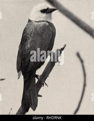 . Bonner zoologische Monographien. Zoologia. Fig. 1: Pied Water-Tyrant, Fluvicola pica, abita aprire le rive dei fiumi e le paludi del Sinü paludosa e Atrato inferiore Valli e si ripresenta sul versante del Pacifico orientale di Panama. Foto J. I. Borrero.. Fig. 2: Giallo-incappucciati Merlo, Agelaius icterocephalus, è un uccello di aprire acquitrini e paludi di erba che vanno dalla bassa Valle Atrato e il fiume Sinü nella zona tropicale ai laghi della savana de Bogotà a 2600 m di altitudine. Foto J. I. Borrero.. Si prega di notare che queste immagini vengono estratte dalla pagina sottoposta a scansione di immagini che possono essere state enha digitalmente Foto Stock