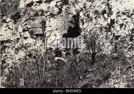 . Bonner zoologische Monographien. Zoologia. 47 aa) Landesbergen 33. Helgoland egli 11395; (5/$?; geschl. 25. 4. 3 963 im Gehege v. Frankenberg (Solingen), Geschwistertier von Nr. 34; Elterntiere: &LT;S: Egli 111729, Herkunft unbekannt (vedi n. 36); $: Egli 111960, aus UdSSR (vedi n. 37). Im Novembre 1963 mit Geschwistervogel in Ausgewöhnungsvoliere bei Lan- desbergen gebracht. Freigelassen ebenda am 9. 5. 1964 aus der Voliere durch V. Frankenberg. 34. Egli 11396; (5; geschl. 27. 4. 1963 Gehege im v. Frankenberg (Solingen), ge- schwistertier von Nr. 33; Elterntiere: Siehe oben. Im Novembre 1963 mit Foto Stock