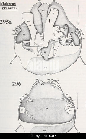 . Bonner zoologische Monographien. Zoologia. 163. Si prega di notare che queste immagini vengono estratte dalla pagina sottoposta a scansione di immagini che possono essere state migliorate digitalmente per la leggibilità - Colorazione e aspetto di queste illustrazioni potrebbero non perfettamente assomigliano al lavoro originale. Bonn, Zoologisches Forschungsinstitut und Museum Alexander Koenig Foto Stock