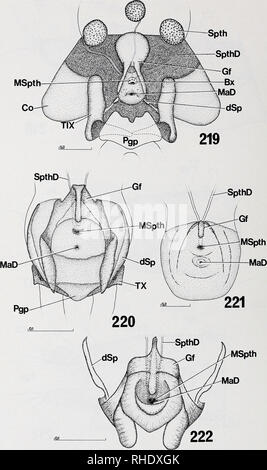 . Bonner zoologische Monographien. Zoologia. 192. Fig.219-222: Genitalkammer-Dach der Weibchen verschiedener Bibionomorpha, Ventralansicht (219) Penthetria funebris (Bibionidae); (220) Sciara thomae (Sciaridae); (221) Campylomyza flavi pes (Cecidomyiidae) und (222) Diadocidia ferruginosa (Diadocidiidae). Maßstäbe in mm.. Si prega di notare che queste immagini vengono estratte dalla pagina sottoposta a scansione di immagini che possono essere state migliorate digitalmente per la leggibilità - Colorazione e aspetto di queste illustrazioni potrebbero non perfettamente assomigliano al lavoro originale. Bonn, Zoologisches Forschungsinstitut und Museum Alexande Foto Stock