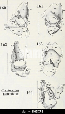 . Bonner zoologische Monographien. Zoologia. 106. Figg. 160-164: Cryptocercus punctulatus (Blattaria, Cryptocercidae) - 160: Diritto phallomere in vista dorsale. - 161: phallomere destra a sinistra-dorsale (alquanto anteriore). - 162: phallomere destra a sinistra vista ventrale. - 163: phallomere destra a destra vista ventrale. - 164: Diritto phallomere in diritto- vista ventrale; la maggior parte degli elementi illustrati in fig. 163 rimosso. - Scala: 1mm.. Si prega di notare che queste immagini vengono estratte dalla pagina sottoposta a scansione di immagini che possono essere state migliorate digitalmente per la leggibilità - Colorazione e aspetto di queste illustrazioni non possono Foto Stock