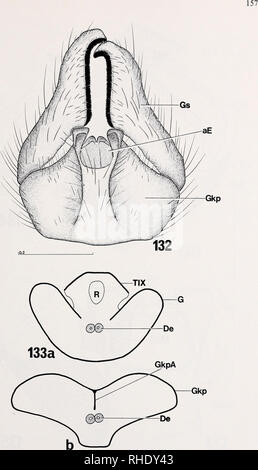 . Bonner zoologische Monographien. Zoologia. Fig.132-133: D. fasciata Cf: (132) Terminalia, von; ventrale (133a) Genitalkapsel quer (schematisch) im Bereich des Analkomplexes; (133b) Genitalkapsel quer weiter caudale - die Genitalkapsel bildet hier ein Apodem (GkpA) aus. Maßstab in mm.. Si prega di notare che queste immagini vengono estratte dalla pagina sottoposta a scansione di immagini che possono essere state migliorate digitalmente per la leggibilità - Colorazione e aspetto di queste illustrazioni potrebbero non perfettamente assomigliano al lavoro originale. Bonn, Zoologisches Forschungsinstitut und Museum Alexander Koenig Foto Stock