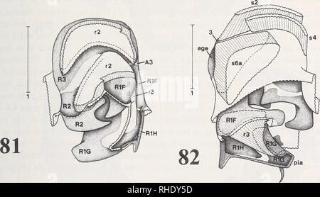 . Bonner zoologische Monographien. Zoologia. Eurycotis floridana. Figg.79-82: Eurycotis floridana (Blattaria, Blattidae, Polyzosteriinae) - 79: Diritto phallomere in vista dorsale; con alcuni muscoli dorsali alcuni elementi rimossi. - 80: Diritto phallomere in vista dorsale; con alcuni muscoli dorsali; elementi più ampiamente rimosso rispetto alla fig.79. - 81: Diritto phallomere nella sinistra-dorsale (alquanto anteriore) vista; con alcuni muscoli dorsali alcuni elementi rimossi. - 82: Diritto phallomere a destra vista ventrale; con alcuni muscoli; ventrale di parete della sacca genitale più completa di quella in fig.77; pia-dente tagliata aperta a Foto Stock