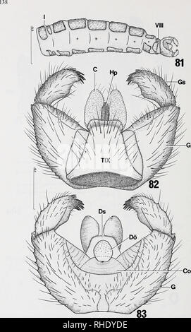 . Bonner zoologische Monographien. Zoologia. Fig.81-83: Bradysia amoena cf: (81) Addome, von laterale; (82) Terminalkomplex, Dorsalansicht; (83) Terminalkomplex, Ventralansicht. Maßstäbe in mm.. Si prega di notare che queste immagini vengono estratte dalla pagina sottoposta a scansione di immagini che possono essere state migliorate digitalmente per la leggibilità - Colorazione e aspetto di queste illustrazioni potrebbero non perfettamente assomigliano al lavoro originale. Bonn, Zoologisches Forschungsinstitut und Museum Alexander Koenig Foto Stock