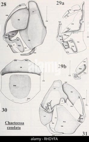 . Bonner zoologische Monographien. Zoologia. 47. Si prega di notare che queste immagini vengono estratte dalla pagina sottoposta a scansione di immagini che possono essere state migliorate digitalmente per la leggibilità - Colorazione e aspetto di queste illustrazioni potrebbero non perfettamente assomigliano al lavoro originale. Bonn, Zoologisches Forschungsinstitut und Museum Alexander Koenig Foto Stock